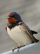 Barn Swallow