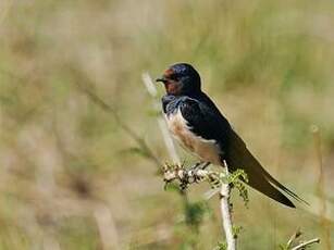 Hirondelle rustique