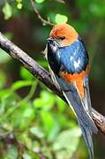 Lesser Striped Swallow