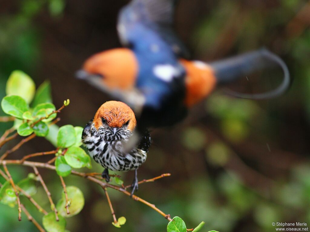 Lesser Striped Swallowadult