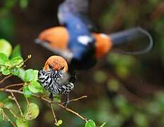 Lesser Striped Swallow