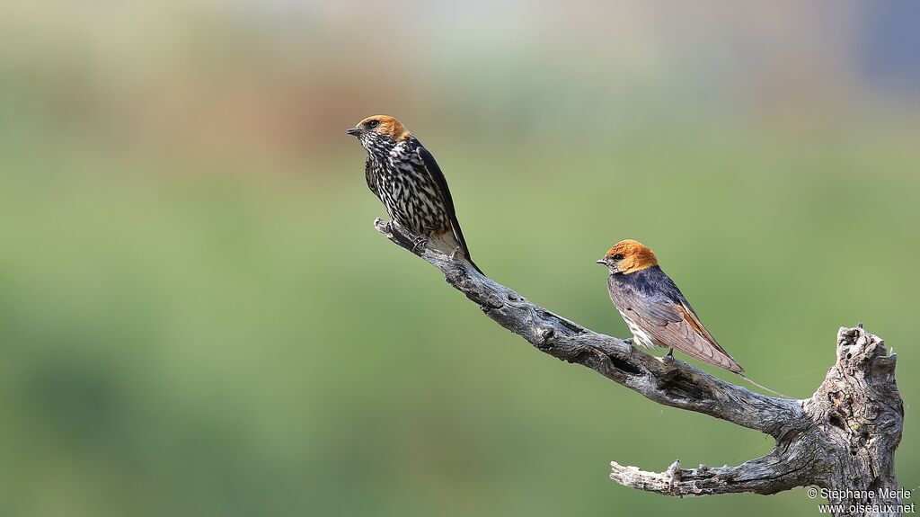 Lesser Striped Swallowadult