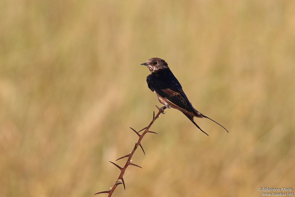 Hirondelle striéeimmature