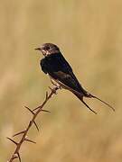 Lesser Striped Swallow