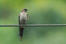 Hirondelle striolée