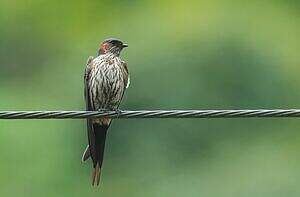 Hirondelle striolée