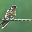 Hirondelle striolée