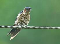 Hirondelle striolée