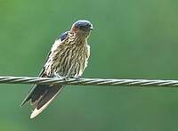 Hirondelle striolée