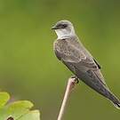 Hirondelle tapère