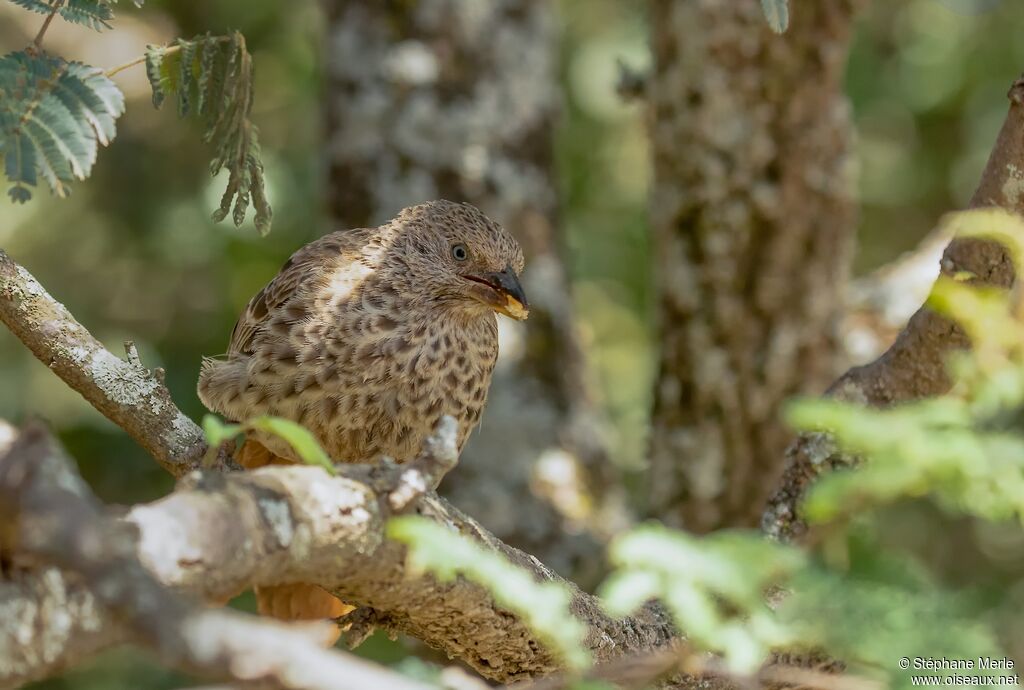 Rufous-tailed Weaver