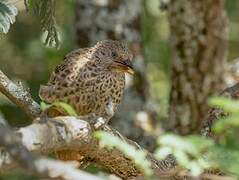 Rufous-tailed Weaver