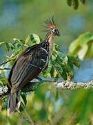 Hoatzin