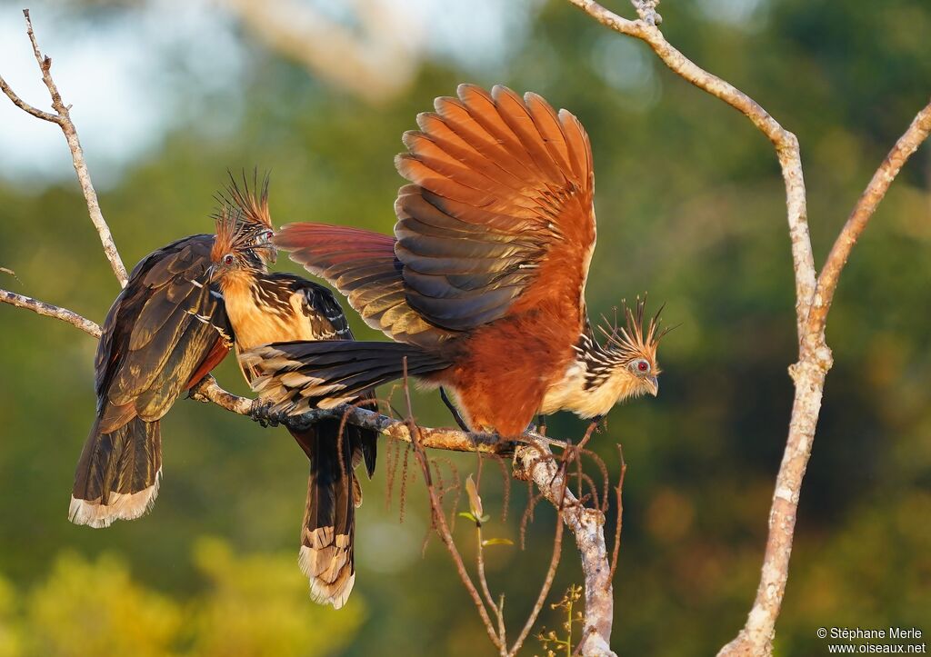 Hoatzin