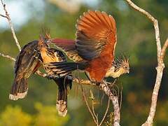 Hoatzin