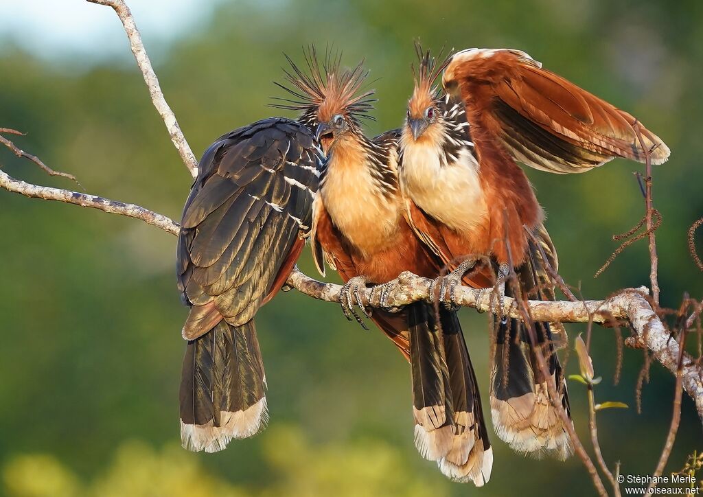 Hoatzin