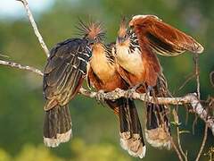 Hoatzin