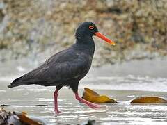 African Oystercatcher