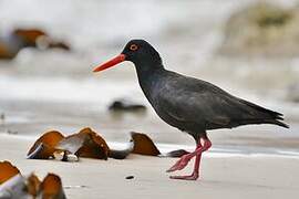 African Oystercatcher