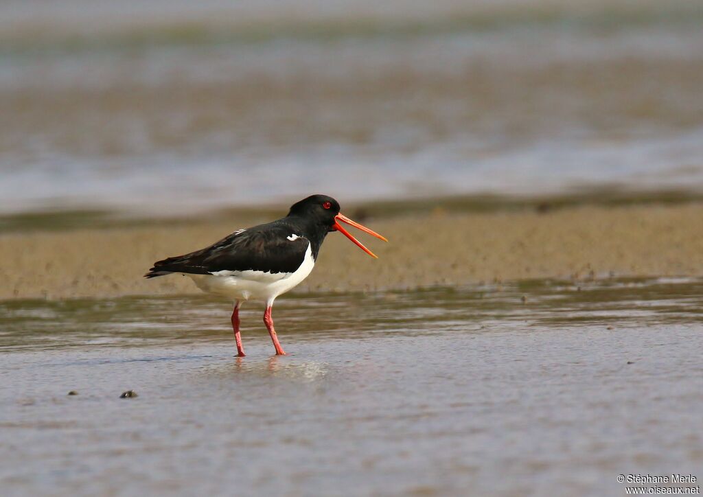 Eurasian Oystercatcheradult