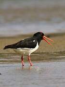 Eurasian Oystercatcher