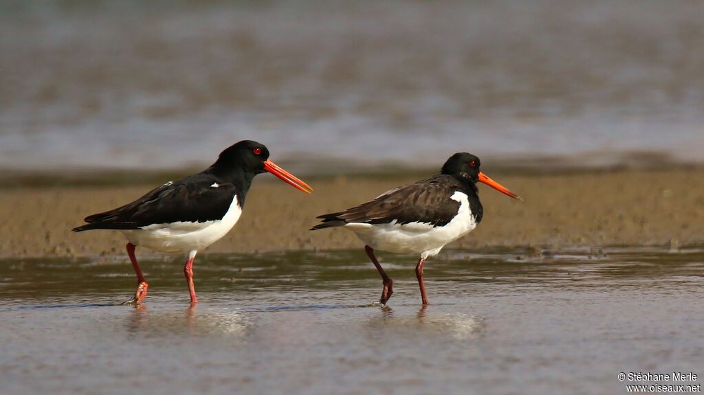 Eurasian Oystercatcheradult