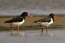 Eurasian Oystercatcher