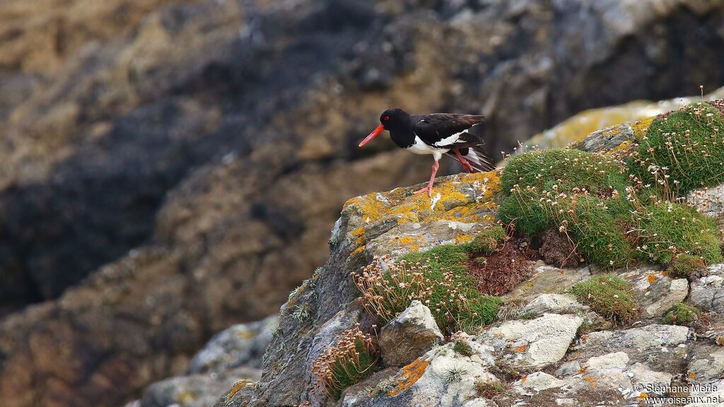 Eurasian Oystercatcher