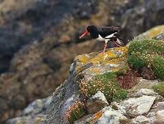 Eurasian Oystercatcher