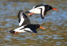 Eurasian Oystercatcher