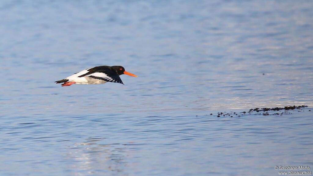 Eurasian Oystercatcher