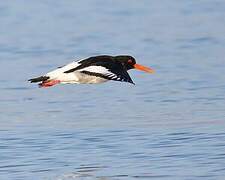 Eurasian Oystercatcher