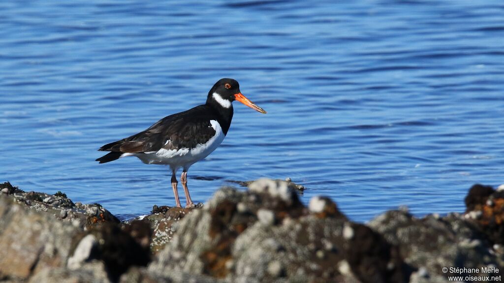 Eurasian Oystercatcher