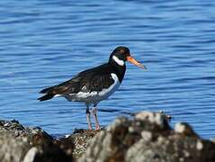 Eurasian Oystercatcher