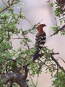 African Hoopoe