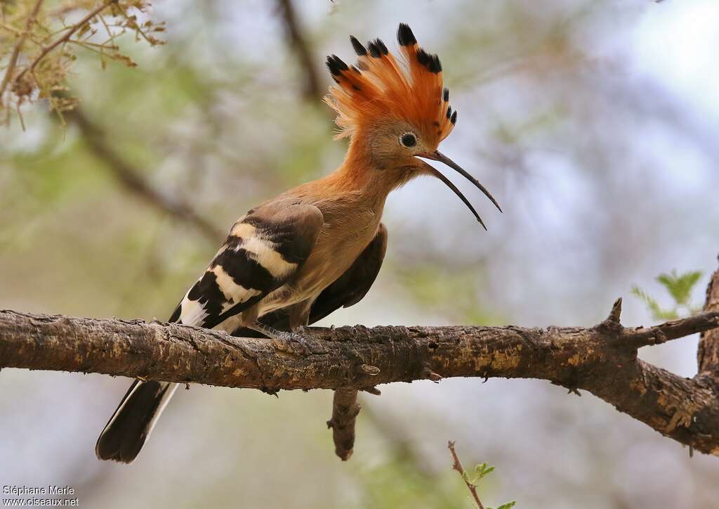 Huppe d'Afriqueadulte, identification, chant