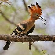 African Hoopoe