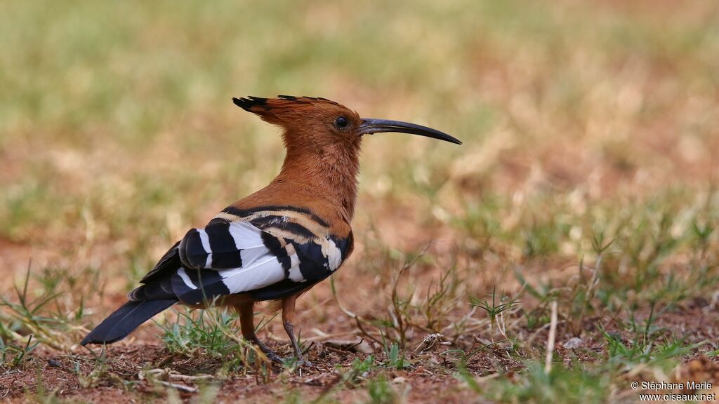 African Hoopoe