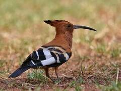 African Hoopoe