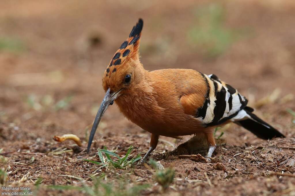 Huppe d'Afriqueadulte, pêche/chasse