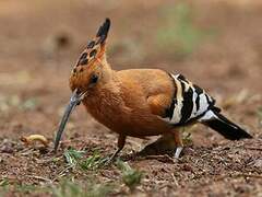 African Hoopoe