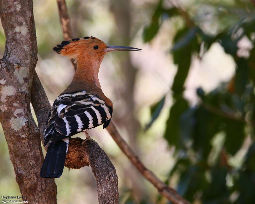 Huppe de Madagascaradulte, identification