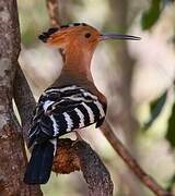 Madagascan Hoopoe