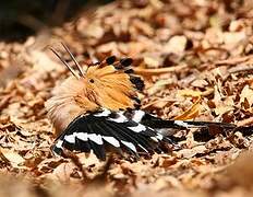 Madagascar Hoopoe