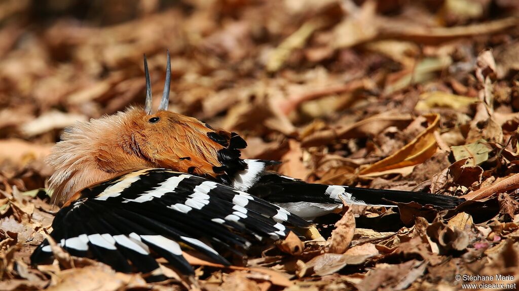 Huppe de Madagascar