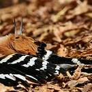 Huppe de Madagascar