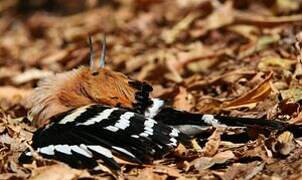 Madagascar Hoopoe