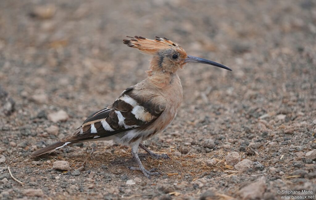 Huppe fasciéeadulte