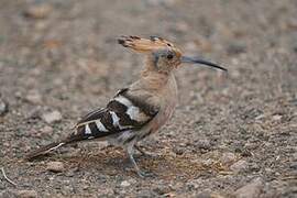 Eurasian Hoopoe