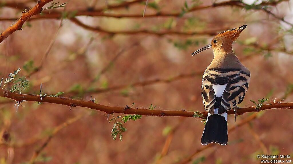 Eurasian Hoopoeadult